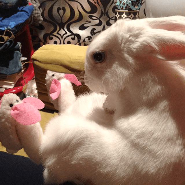 bunnyduckbunnyslippers