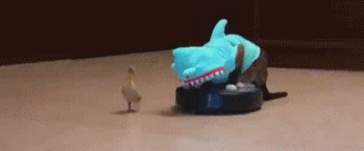 ducklingsharkcatroomba