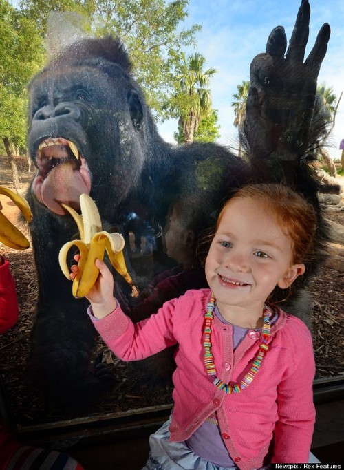 Gorillas at Werribee Open Range Zoo, Melbourne, Australia - 03 Apr 2013