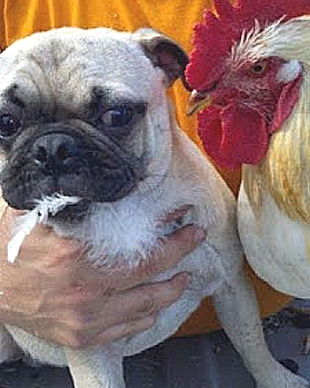 chicken pug