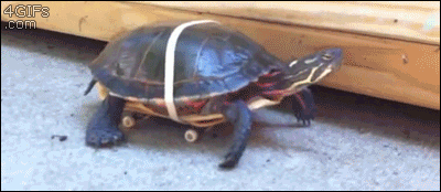 Speed Turtle