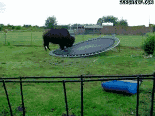 bison tramp