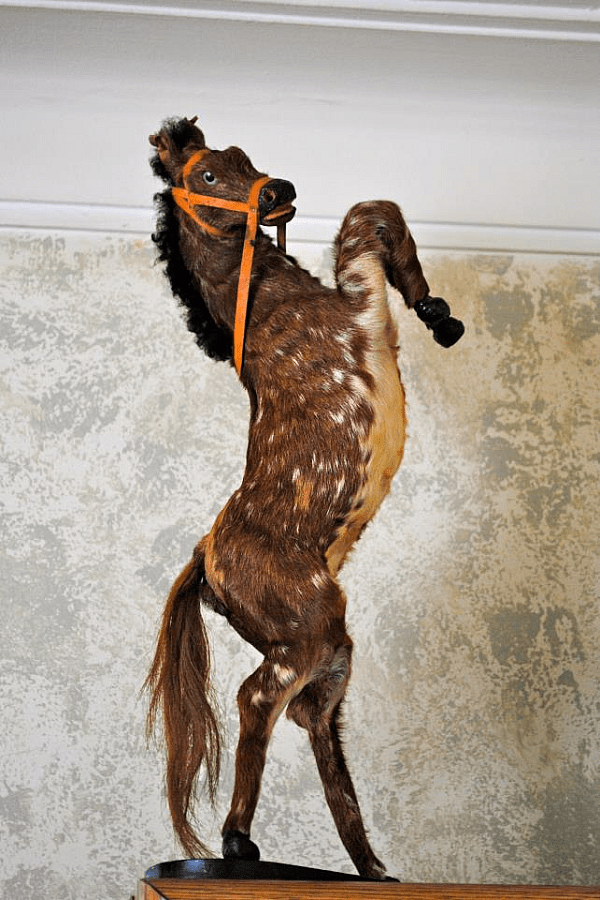 Crappy Taxidermy Colt FAIL