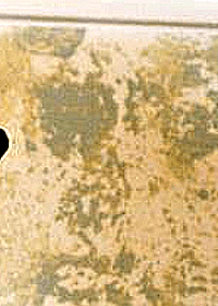 Crappy Taxidermy Paint Job