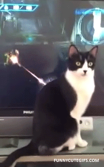 Force Field Cat