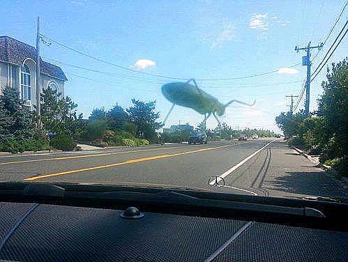 grasshopperzilla