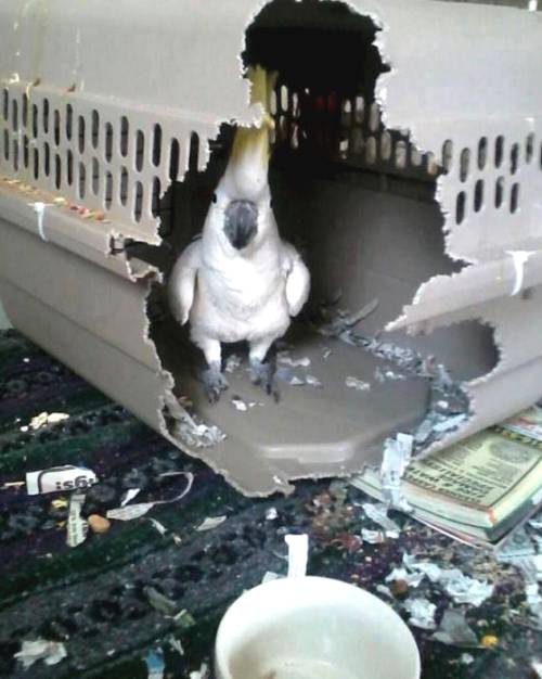 I Am A Bird. DEAL WITH IT