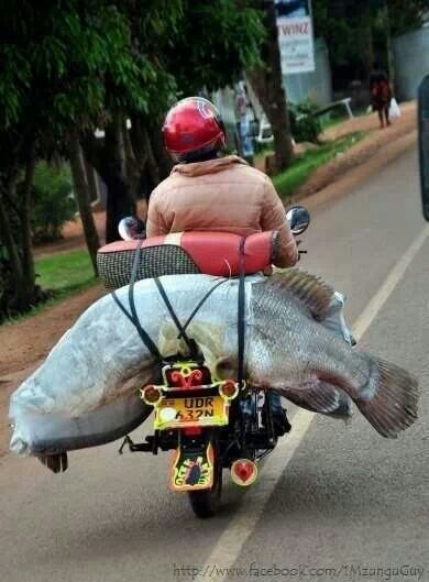 Biker Fish