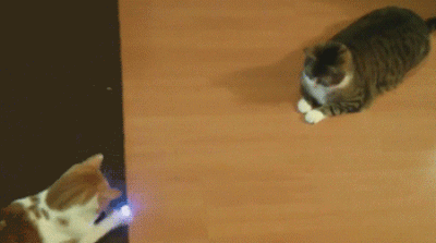 catpong