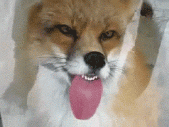 Fox Tongue