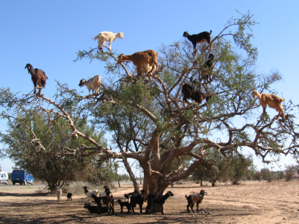 Goats In A Tree
