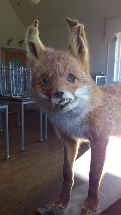 Crappy Taxidermy Classroom FAIL