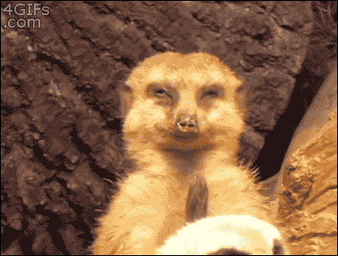 Meerkat sleepy