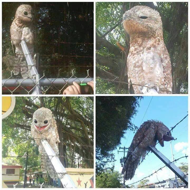 Potoo Bird 2
