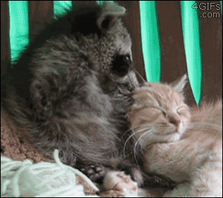 Raccoon Kit and Kitten