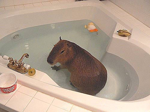 Capy Bath
