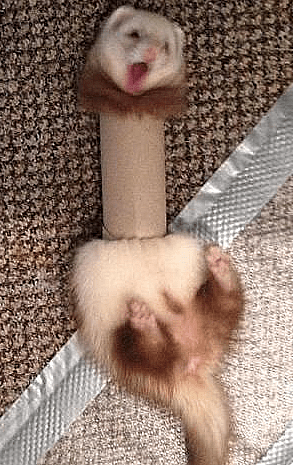 Ferret FAIL