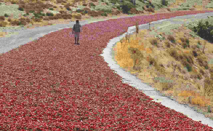 Annual Chili Migration