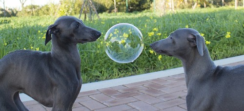 Bubble Dogs
