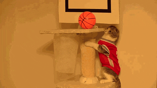 Catsketball