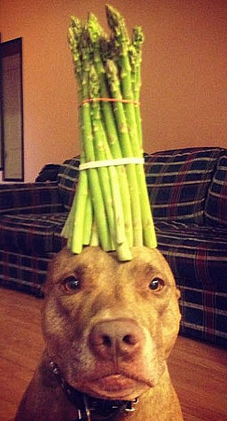 Dog asparagus