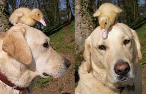 Duckling Hat