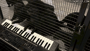 Otters Piano