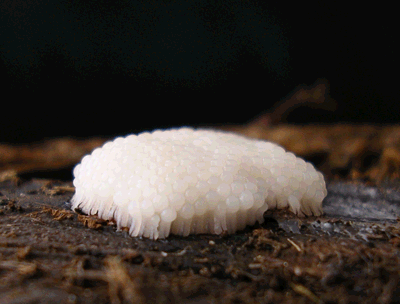 Slime Mold