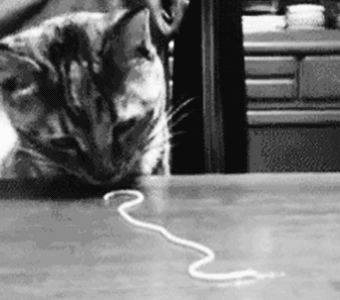 Spaghetti Kitty