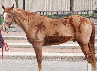 Equine Embarrassment