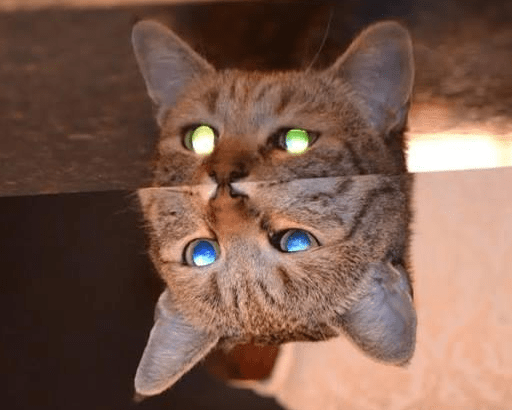 cat eyes