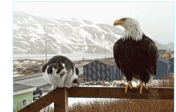 Eagle Cat