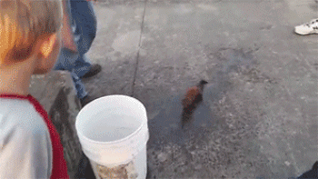 Mink Bucket Fishing 1