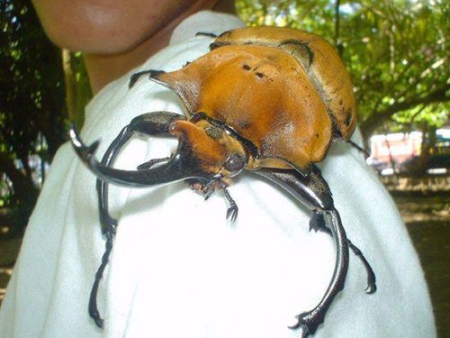 Rhinocerous Beetle
