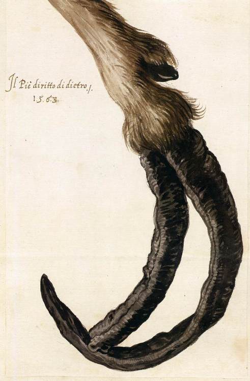 Arcimboldo's Goat Hoof 1563