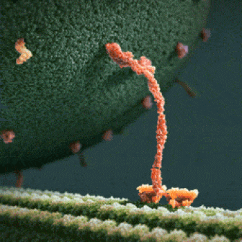 kinesin motor protein
