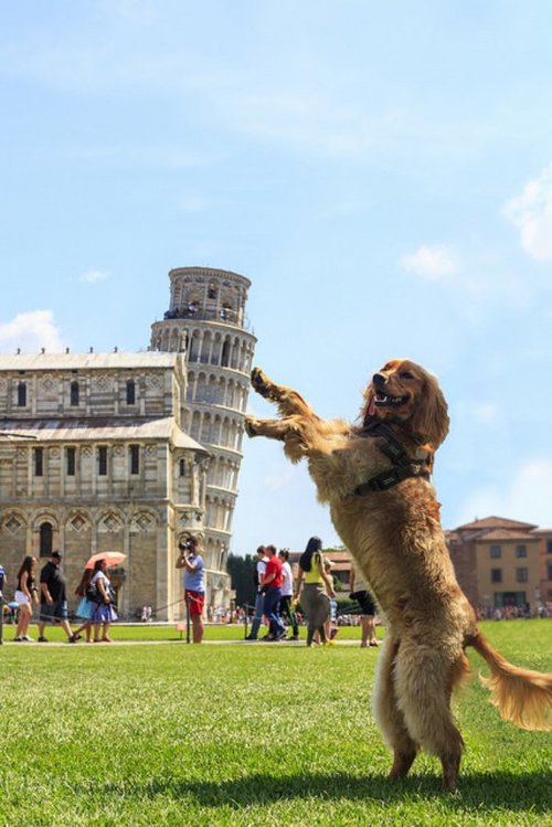 Pisa Pup
