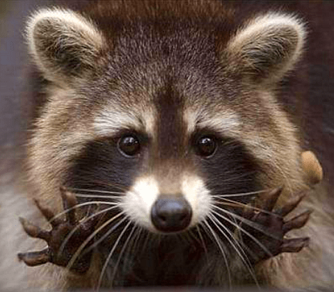 Racoon Jazz Hands