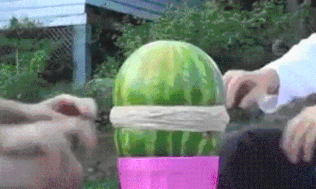 watermelon_and_rubberbands