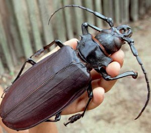 Giant-Fijian-Long-Horned-Beetle-300x264
