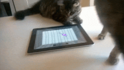 IPad Cat Pwn
