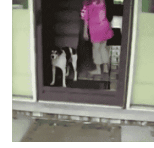 Magic Trick for Dogs