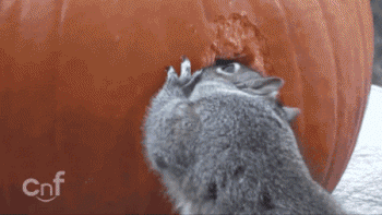 Squirrel Pumpkin Carving