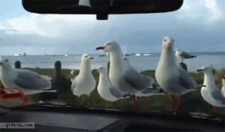 trolling the seagulls