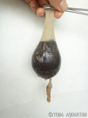 Giant Isopod Stomach Contents