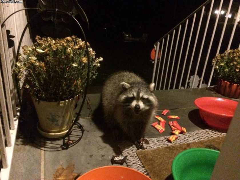 Raccoon Halloween