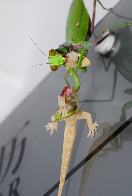 Preying Mantis