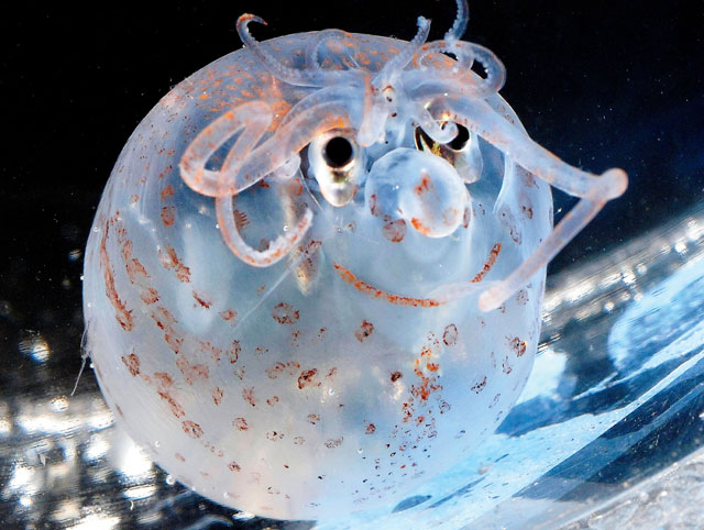 Piglet Squid