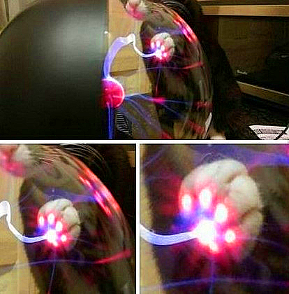 Cat Plasma Paw