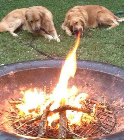 FireDog